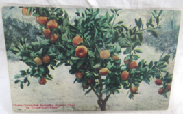 Color Postcard Sunken Garden Tea Garden San Antonio Texas Weiner News Ag... - $2.96