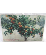 Color Postcard Sunken Garden Tea Garden San Antonio Texas Weiner News Ag... - $56.09 MXN