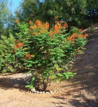 HSeeds Pride Of Barbados (Caesalpinia Pulcherrima), 10 Seeds - £3.13 GBP