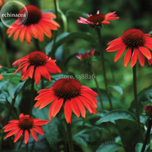 USA SELLER Big Sky Fire Red Echinacea Coneflower 100 Seeds A Layer Of Fire Red O - $16.19