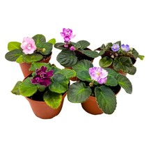 Harmony&#39;s African Violets Grower&#39;s Choice Mix 4 inch Set of 5 Rare Variegated an - £66.04 GBP