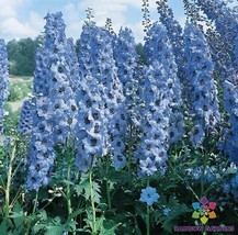 HS  200+ Pacific Giant Blue Jay Delphinium Seeds For Garden - USA  - $6.92