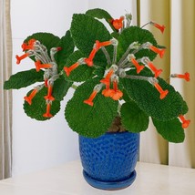 15 Seeds Emerald Forest Plant Flowers Fresh Seeds - $10.00