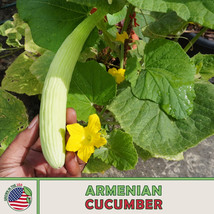 LWSTORE 20 Armenian Cucumber Seeds Heirloom Nongmo Genuine USPS Shipping - £6.78 GBP