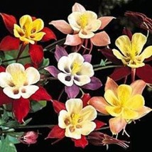 USA Mixed Colors Mckanas Giant Columbine Aquilegia Vulgaris Flower 50 Seeds - £8.81 GBP