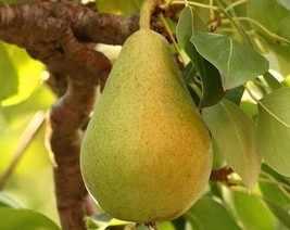 THJAR Pear Seeds - Organic, Heirloom, Open Pollinated, Non GMO - $2.97