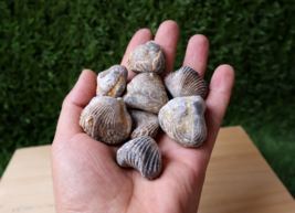 8 pcs brachiopod fossil Cretaceous Fossils From Morocco N56 - $24.75