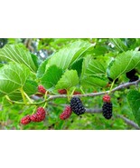 Red Mulberry Tree – Morus Rubra - Not Dwarf - $587.55 MXN