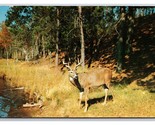 Lot Of 6 Deer Bucks Fawn White Tail Chrome Postcards W22 - £5.48 GBP