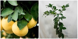 Duncan Grapefruit Tree - 24-36&quot; Tall Live Plant - Gallon Pot - Grafted - H0 - £156.66 GBP