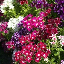 Phlox Twinkle Mix Tall Flowers Fringed Petals Heirloom Pure Nongmo 200 S... - £8.39 GBP