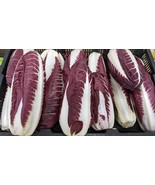 SEEDS- Italian Red Treviso Radicchio- Heirloom Classic Chicory - $4.81 CAD+