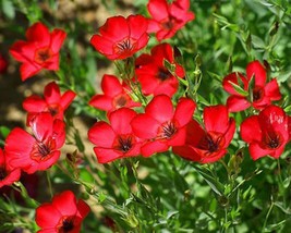 Scarlet Flax Red Flower Seeds 250 Linum Rebrum Annual Garden - £6.52 GBP