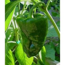 Pepper Hot Poblano Ancho Great Heirloom Vegetable Bulk 1500 Seeds Fresh ... - £24.09 GBP