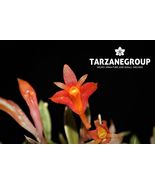 DENDROBIUM SUBACAULE MINI MINIATURE ORCHID MOUNTED - $114.81