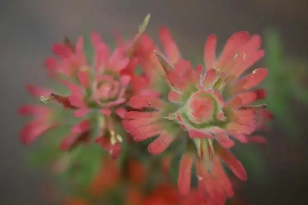 Castilleja Applegatei V. Viscida Applegate&#39;S Or Wavyleaf Indian Paintbrush 1 Fre - £16.66 GBP