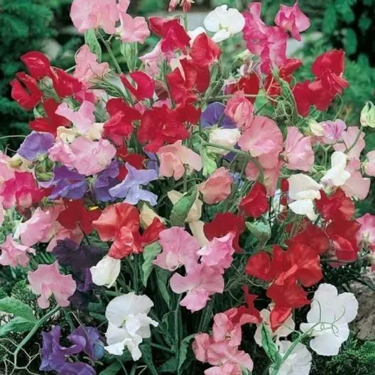 Sweet Pea Bijou Mix Dwarf Variety Lathyrus Heirloom Fragrant Non Gmo 20 Seeds Fr - £7.78 GBP