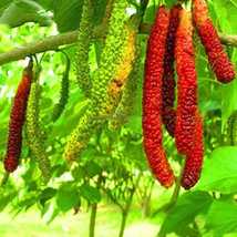 Sweet And Healthy All time  Long Finger Mulberry/Shahtoot Fruit live pla... - £11.88 GBP