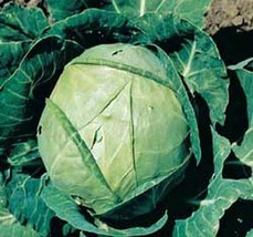 400 Cabbage Seeds Early Jersey Wakefieldheirloomnon GmofreshFrom US  - $8.35