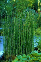 Equisetum Hyemale Miniature Bamboo Snakegrass Horsetail 10 Stems - £36.86 GBP