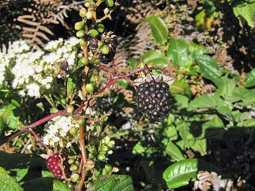 Rubus Glaucus Andean Raspberry Mora De Castilla 20 Seeds Garden - $24.08