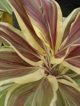 Cordyline Terminalis Hawaiian Ti Plant MISS ANDREA AKA Good Luck Plants - £40.09 GBP