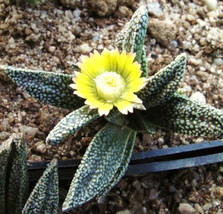 Nananthus Margaritiferus living stone cacti mesembs rock ice plant seed 30 SEEDS - £23.16 GBP