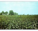 National Cotton Picking Contest Blytheville Arkansas AR UNP Chrome Postc... - $4.90