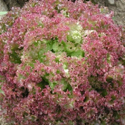 Leaf Lettuce Seeds Lolla Rossa Seeds 3,000 Seeds Starts Nursery Fresh - £8.63 GBP