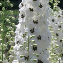 HGBO 50 Seeds White Dark Bee Delphinium Seeds Perennial Garden Flower Seed Flowe - £6.54 GBP