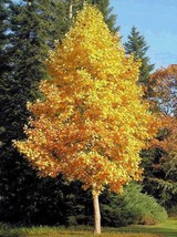 Tulip Poplar 18/24&quot; in an ABP Container - $57.33