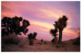 Joshua Trees Silhouetted Against Colorful Sunsets Mojave Desert Cactus Postcard - £5.49 GBP