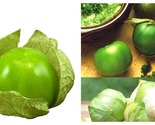 TOP SELLER Tomatillo Plant - Husk Tomato - 2.5&quot; Pot - NEW - £27.48 GBP