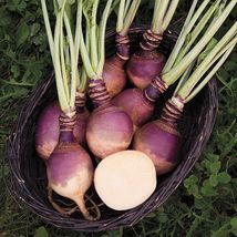 500 Seeds of Rutabaga Laurentian Vegetable Seeds USA Grown - £14.35 GBP