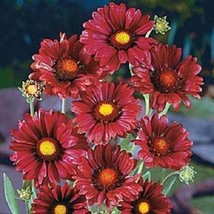 30 Burgandy Silk Gaillardia Flower Seeds Fresh USA Fast Shipping - £15.95 GBP