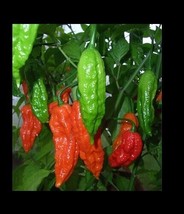 25 Red Bhut Jolokia Seeds Ghost Pepper Naga Jolokia HOT Chilli *900K-1.1M+ SHUS - $1.98