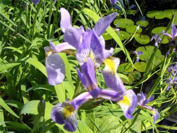 30 Blue Flag Iris Seeds Iris Versicolor Fresh Seeds - £10.55 GBP