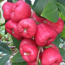 1Pcs Red Wax Apple / Jambu Live Plant 24”-36" Syzygium Samarangense FRUIT TREE - $99.98