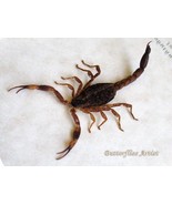 Real Golden Chinese Scorpion Mesobuthus Martensii Framed Entomology Shad... - $67.70 CAD