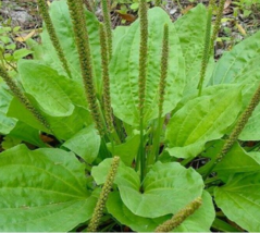 PLANTAIN 300 Seeds PERENNIAL herb Seeds - £4.02 GBP