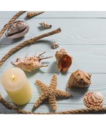 JQAQJU Sea Shells Mixed Beach Seashells 20 Kinds 1.5&quot; 5.5&quot; Various Sizes... - $37.77