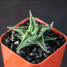 Aloe descoingsii exotic madagascar rare succulent cacti bonsai caudex plant 2&quot; - £11.98 GBP