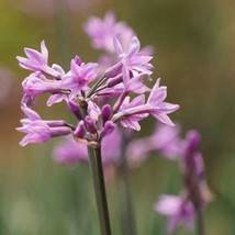 Society Garlic Seeds Tulbaghia Violacea Silver Lace Flower 100 Seeds Fresh Garde - £16.38 GBP