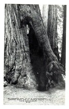 Big Redwoods Standing room for 27. Muir Woods Monument California RPPC Postcard - £11.83 GBP