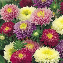 KB 250 Powder Puff Aster Seeds Rainbow Mix Chrysanthemum Cut Flowers Her... - $195.40 MXN