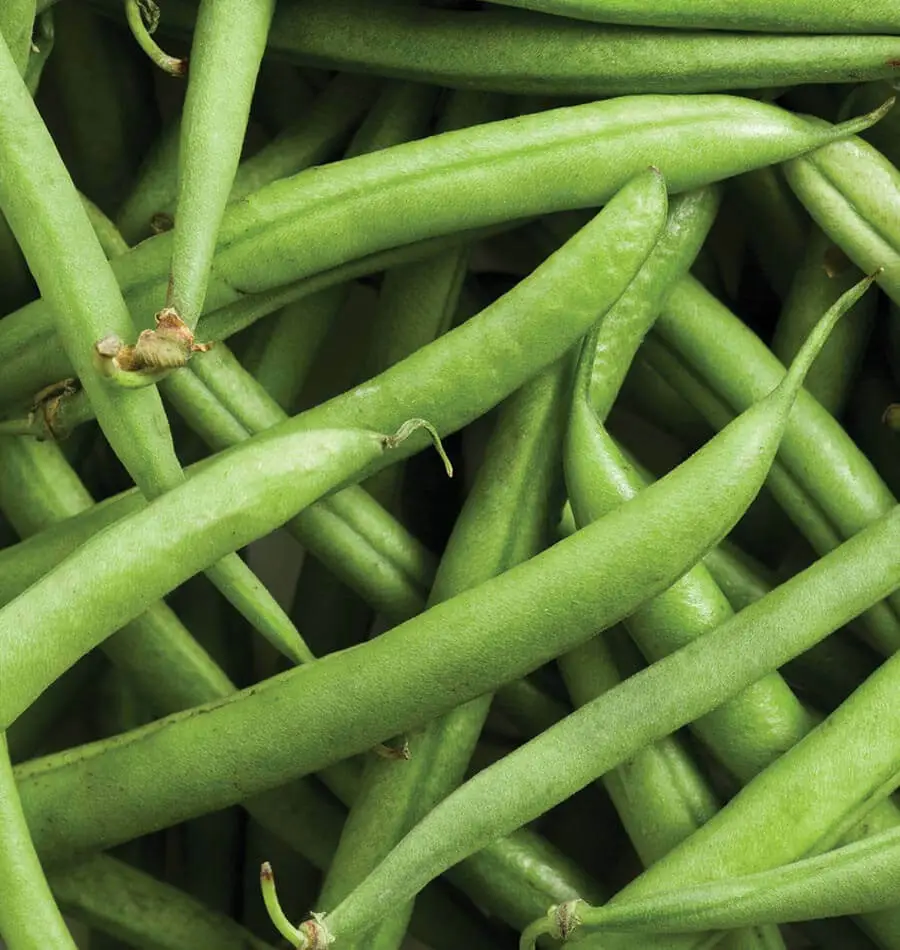 Strike Bean Bush Pod Green Vegetable Garden NON GMO 50 Seeds - £12.38 GBP
