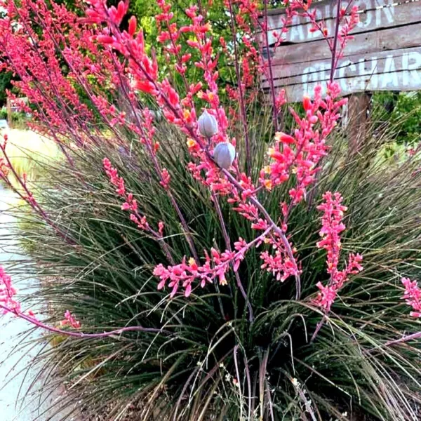 25 Red Yucca Seeds (Hesperaloe Parviflora) Hummingbird &amp; Butterfly Flower Plant  - £13.47 GBP