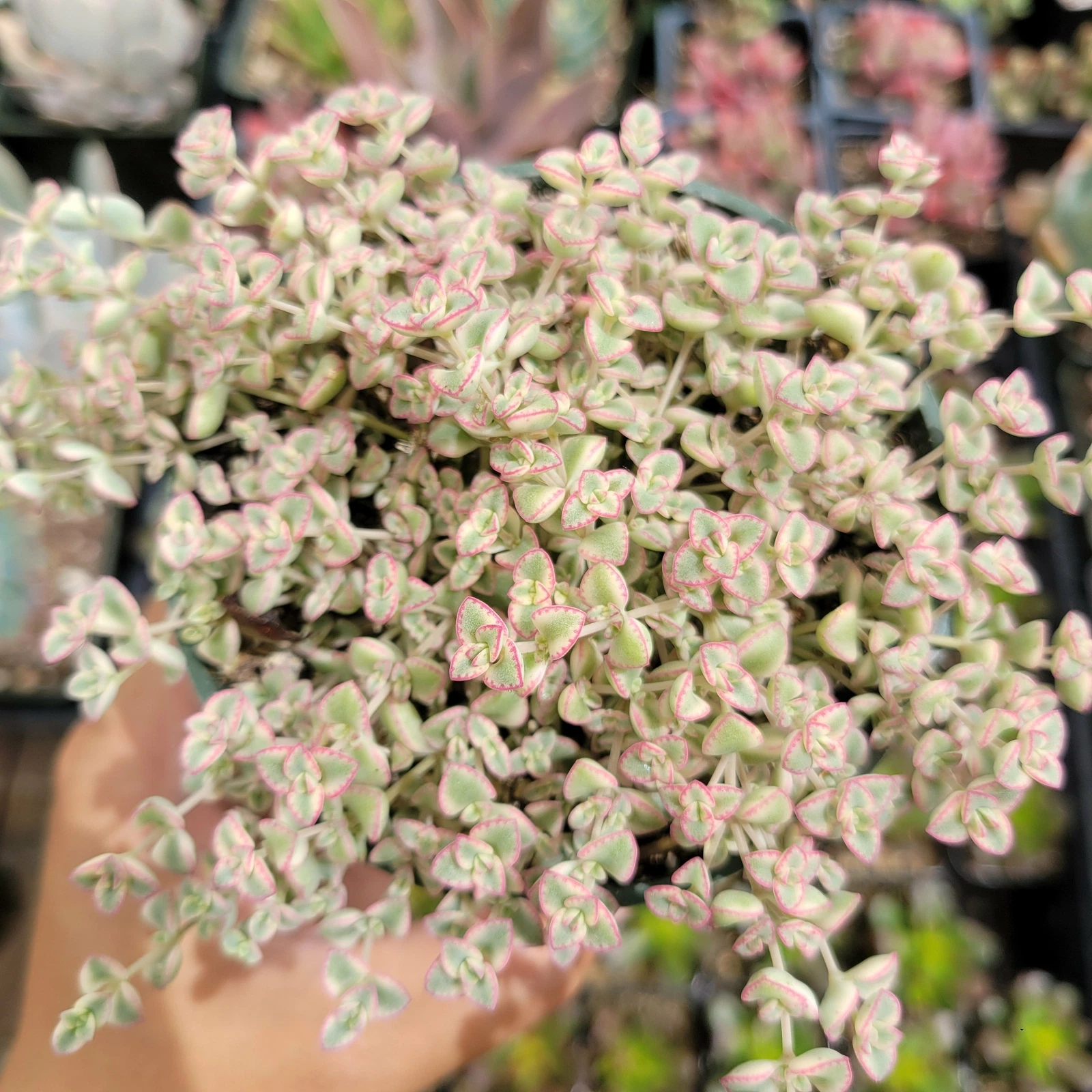Sedum &#39;Little Missy&#39; Succulent Plant - $11.43
