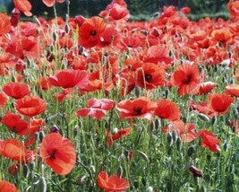 1000 Red American Legion Poppy Corn Shirley Flanders Papaver Rhoeas Flower Seeds - $8.35