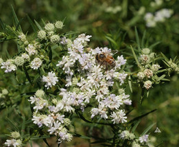 1000 Slender Mountain Mint Flower Seeds Pycnanthemum Tenuifolium - £5.97 GBP